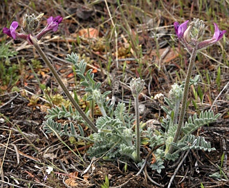 Astragalus leucolobus