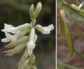 Astragalus lonchocarpus