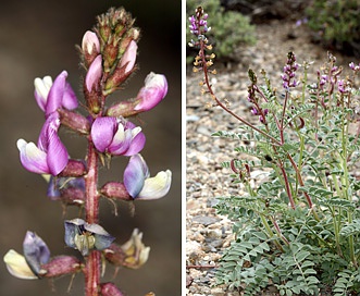 Astragalus minthorniae