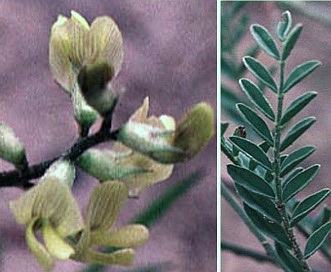 Astragalus misellus