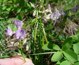 Astragalus miser