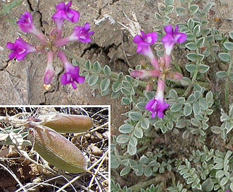 Astragalus missouriensis