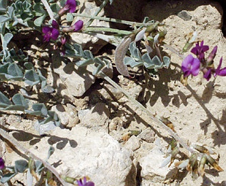 Astragalus mohavensis