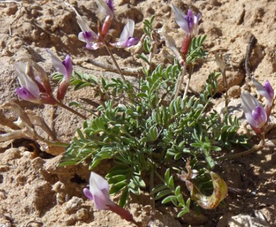 Astragalus naturitensis