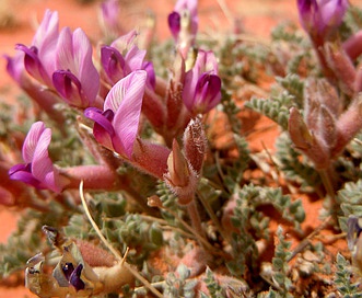 Astragalus newberryi