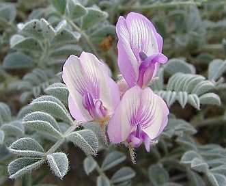 Astragalus nudisiliquus