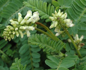 Astragalus nuttallii