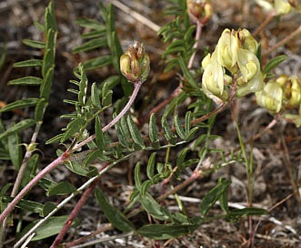 Astragalus obscurus