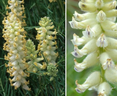 Astragalus oocalycis