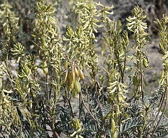 Astragalus oxyphysus