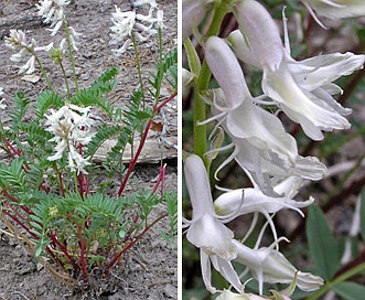 Astragalus pattersonii