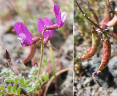 Astragalus pauperculus