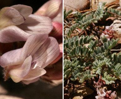 Astragalus pictiformis