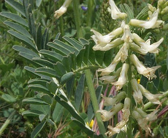 Astragalus pomonensis