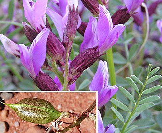 Astragalus preussii