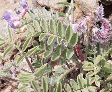 Astragalus pubentissimus