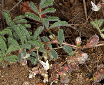 Astragalus pulsiferae