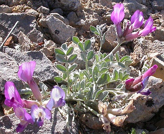 Astragalus purshii