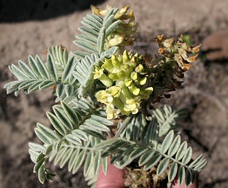 Astragalus pycnostachyus