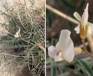 Astragalus remotus