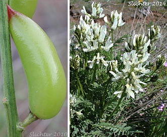 Astragalus reventiformis