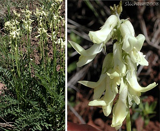 Astragalus reventus