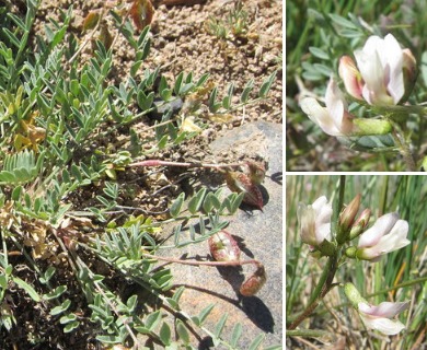 Astragalus salmonis