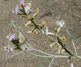 Astragalus sclerocarpus