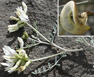 Astragalus speirocarpus