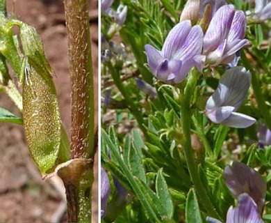 Astragalus tenellus