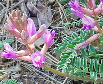 Astragalus tephrodes