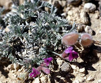 Astragalus tetrapterus