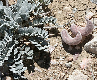 Astragalus tidestromii