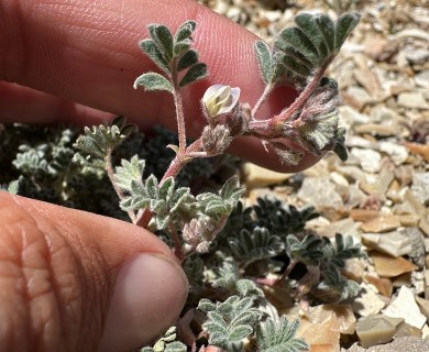 Astragalus tiehmii