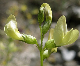 Astragalus tricarinatus