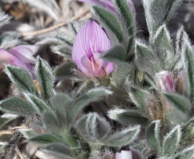 Astragalus tridactylicus