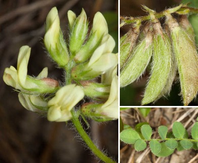 Astragalus villosus