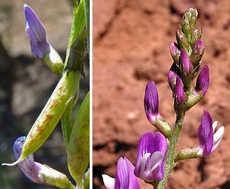 Astragalus wingatanus