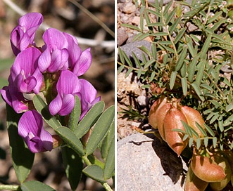 Astragalus wootonii