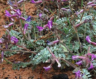 Astragalus zionis