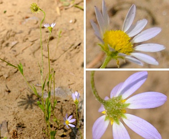 Astranthium integrifolium