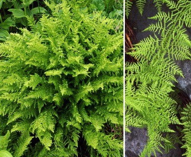 Athyrium distentifolium