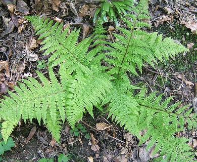 Athyrium filix-femina