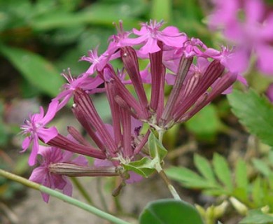 Atocion armeria