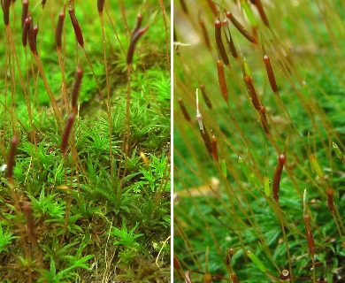 Atrichum altecristatum