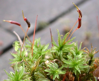 Atrichum undulatum