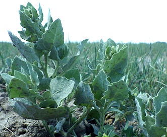 Atriplex argentea