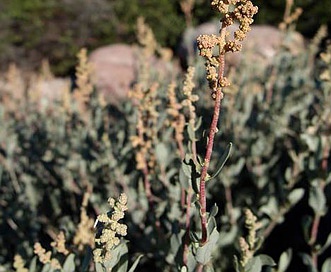 Atriplex barclayana