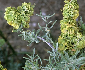 Atriplex canescens