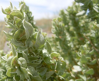 Atriplex confertifolia